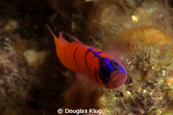 Nemesis.  The infamous blue-banded goby... they never hol... by Douglas Klug 
